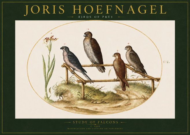 Joris Hoefnagel Study of Falcons No2 - Poster