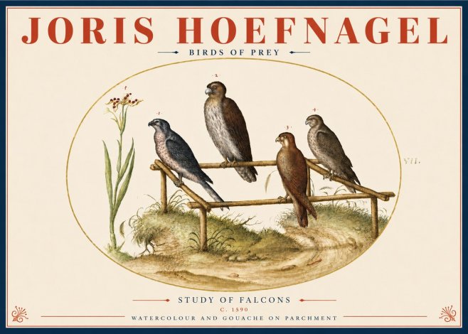 Joris Hoefnagel Study of Falcons No4 - Poster