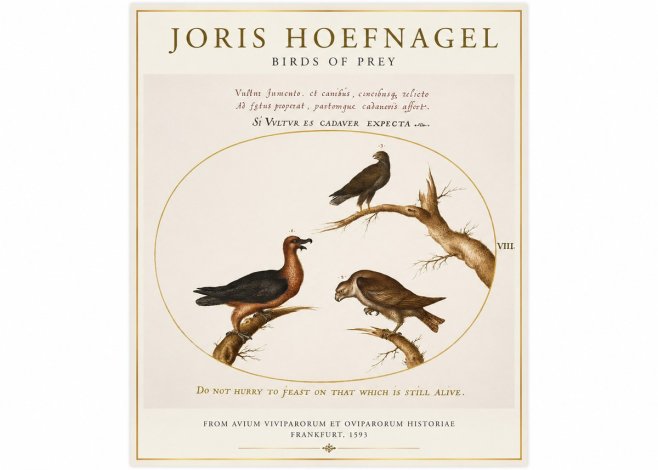 Joris Hoefnagel Birds of Prey No1 - Poster