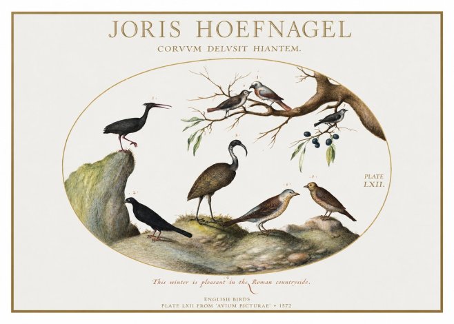 Joris Hoefnagel English Birds Plate Lxii No1 - Poster