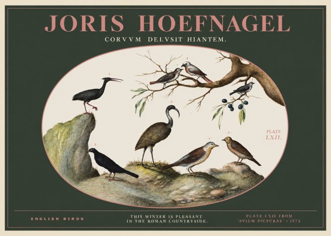 Joris Hoefnagel English Birds Plate Lxii No2 - Poster