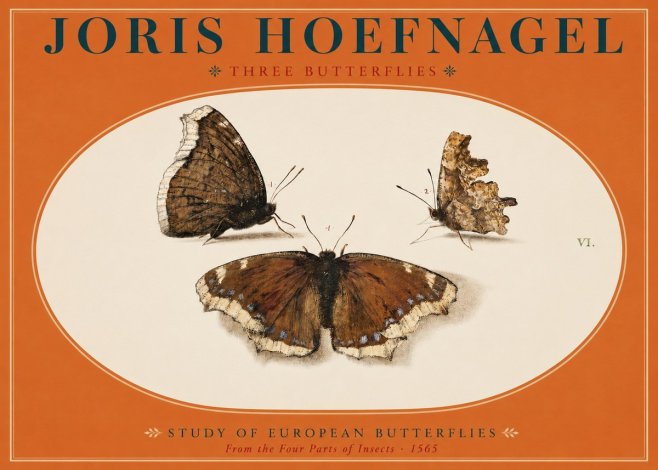 Joris Hoefnagel Three Butterflies I No2 - Poster