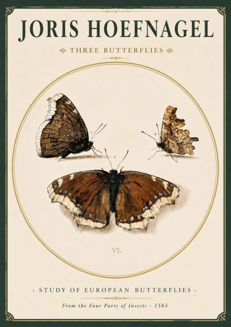 Joris Hoefnagel Three Butterflies I No3 - Poster