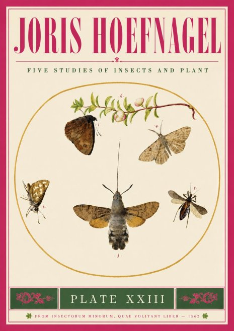 Joris Hoefnagel Five Studies of Insects and Plant No5 - Poster