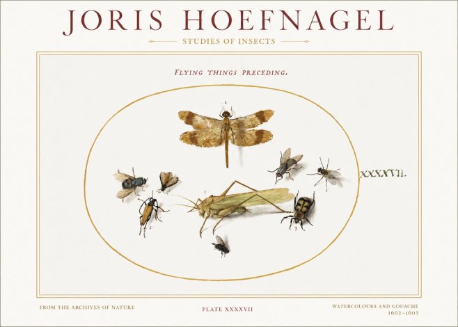 Joris Hoefnagel Flying Things Preceding. No1 - Poster