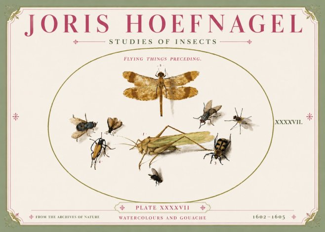 Joris Hoefnagel Flying Things Preceding. No5 - Poster