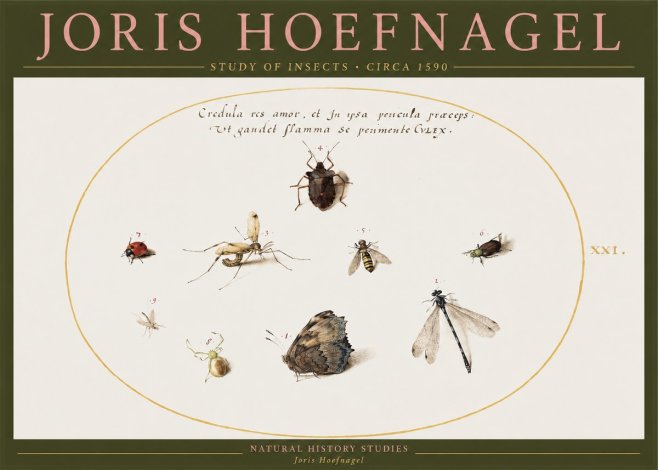 Joris Hoefnagel Study of Insects • Circa 1590 No2 - Poster
