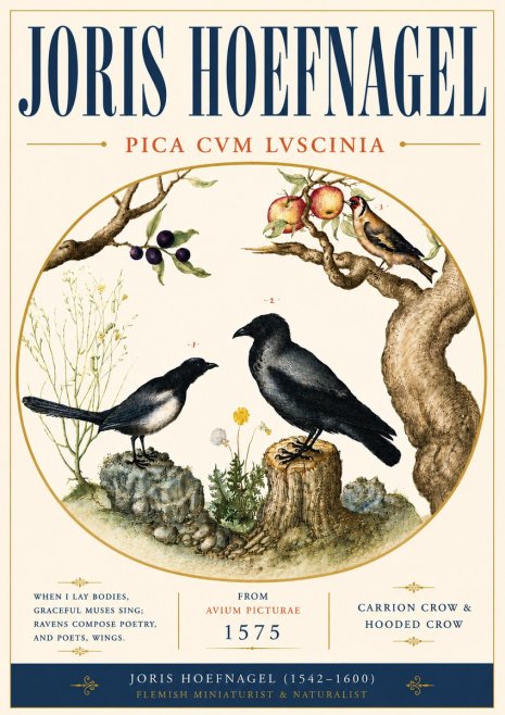 Joris Hoefnagel Carrion Crow & Hooded Crow No6 - Poster