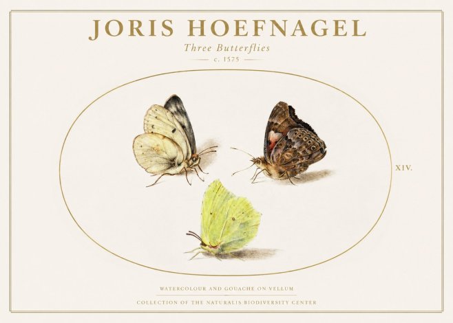 Joris Hoefnagel Three Butterflies II No1 - Poster