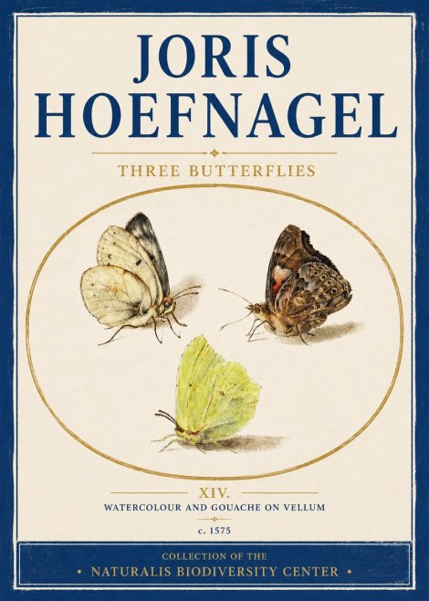 Joris Hoefnagel Three Butterflies II No4 - Poster
