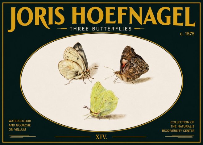 Joris Hoefnagel Three Butterflies II No5 - Poster