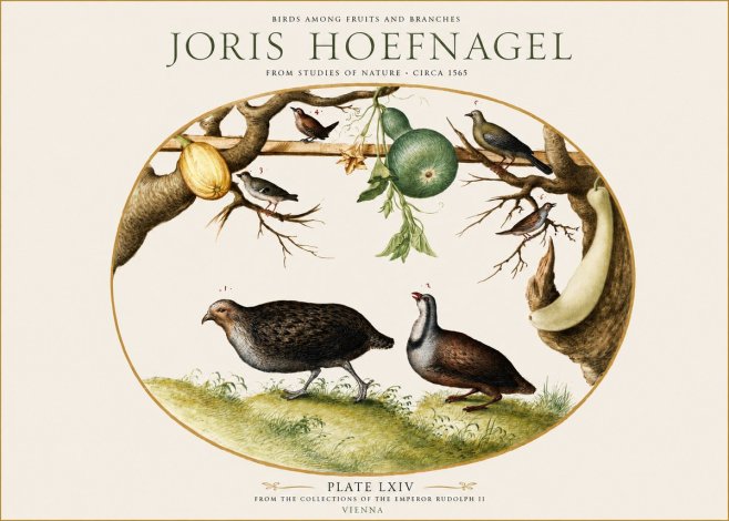 Joris Hoefnagel Birds Among Fruits and Branches No1 - Poster