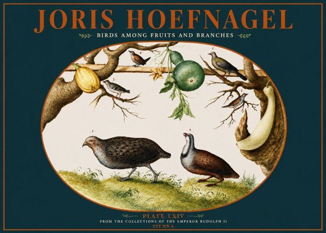 Joris Hoefnagel Birds Among Fruits and Branches No4 - Poster