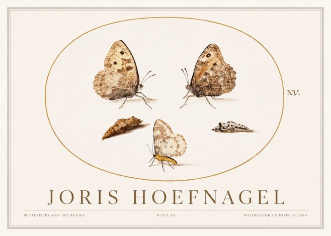 Joris Hoefnagel Butterflies and Life Stages - Plate Xv No1 - Poster