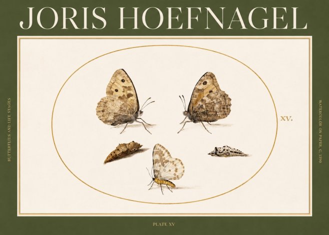 Joris Hoefnagel Butterflies and Life Stages - Plate Xv No2 - Poster