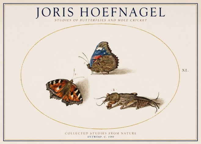 Joris Hoefnagel Studies of Butterflies and Mole Cricket No1 - Poster