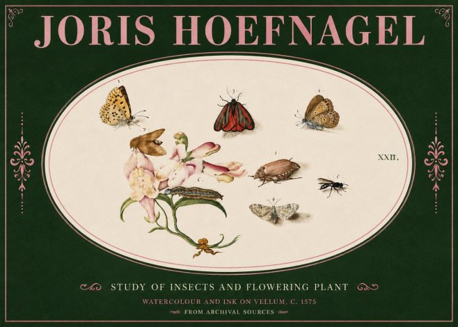 Joris Hoefnagel Study of Insects and Flowering Plant No4 - Poster