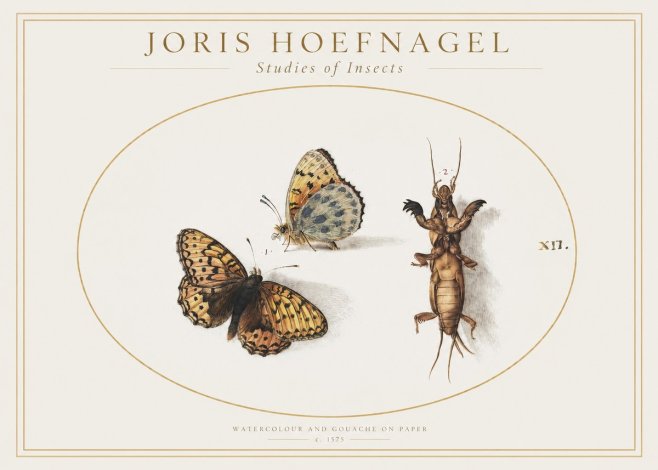 Joris Hoefnagel Studies of Insects Xii No1 - Poster
