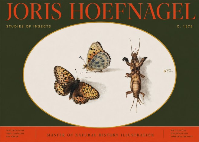 Joris Hoefnagel Studies of Insects Xii No2 - Poster