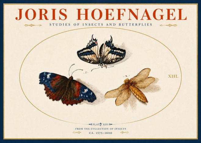 Joris Hoefnagel Studies of Insects - Plate Xiii No5 - Poster