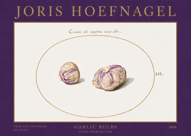 Joris Hoefnagel Garlic Bulbs Study from Nature No2 - Poster