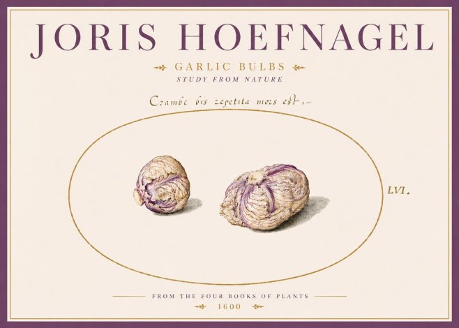 Joris Hoefnagel Garlic Bulbs Study from Nature No5 - Poster