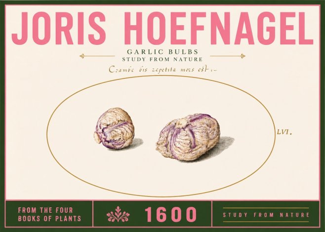 Joris Hoefnagel Garlic Bulbs Study from Nature No6 - Poster