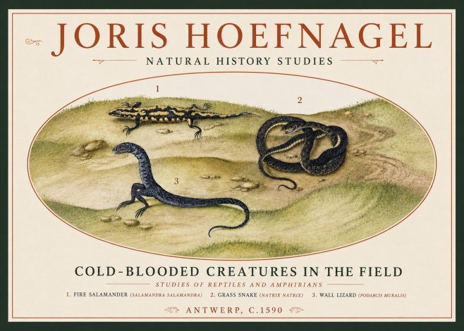 Joris Hoefnagel Cold-blooded Creatures in the Field No4 - Poster