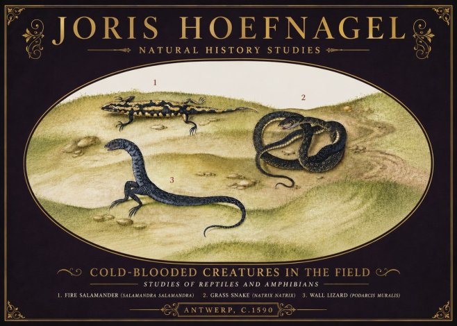Joris Hoefnagel Cold-blooded Creatures in the Field No6 - Poster