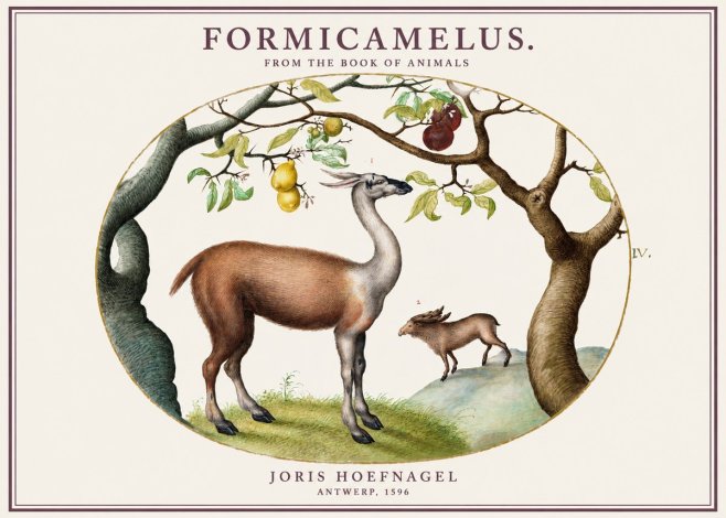 Joris Hoefnagel Formicamelus. No1 - Poster