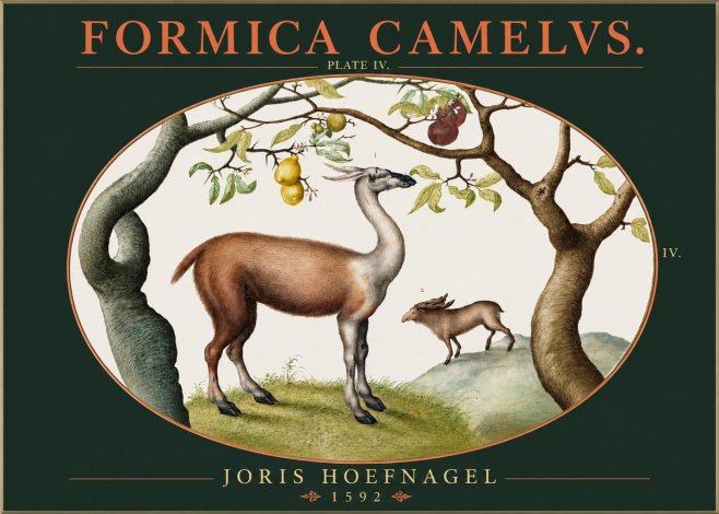 Joris Hoefnagel Formicamelus. No3 - Poster