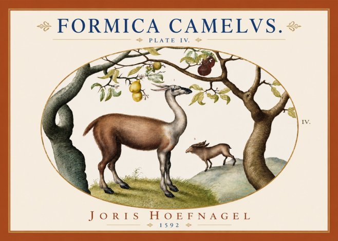 Joris Hoefnagel Formicamelus. No4 - Poster