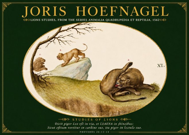 Joris Hoefnagel Lions Studies No5 - Poster