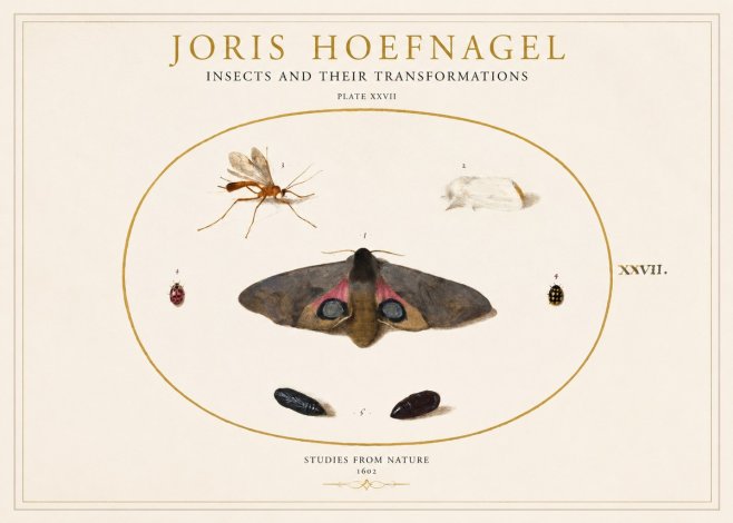 Joris Hoefnagel Insects and Their Transformations - Plate Xxvii No1 - Poster