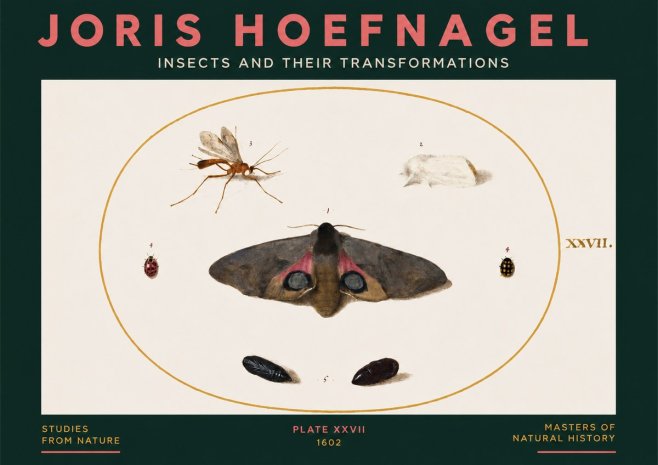 Joris Hoefnagel Insects and Their Transformations - Plate Xxvii No3 - Poster