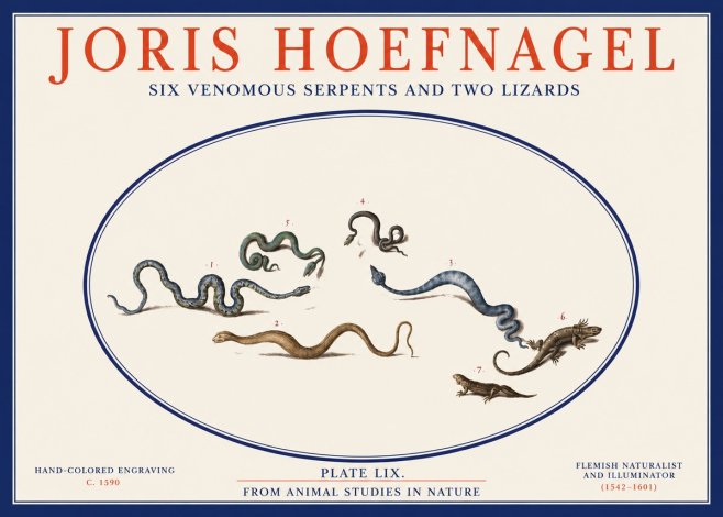 Joris Hoefnagel Six Venomous Serpents and Two Lizards No2 - Poster