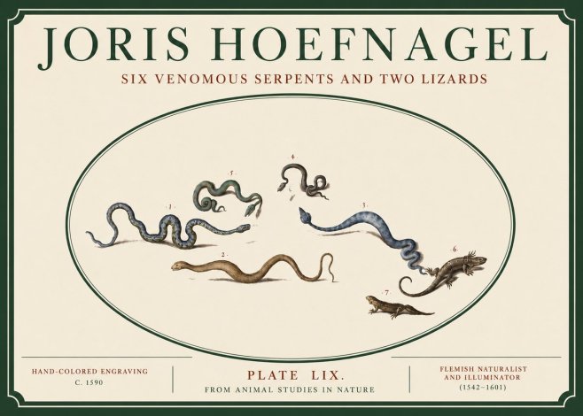 Joris Hoefnagel Six Venomous Serpents and Two Lizards No3 - Poster