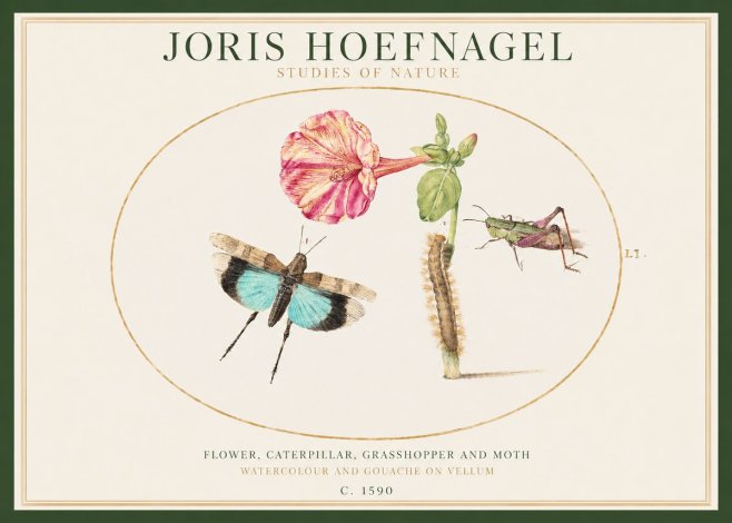 Joris Hoefnagel Plate L1. Studies of Insects and Plants No2 - Poster