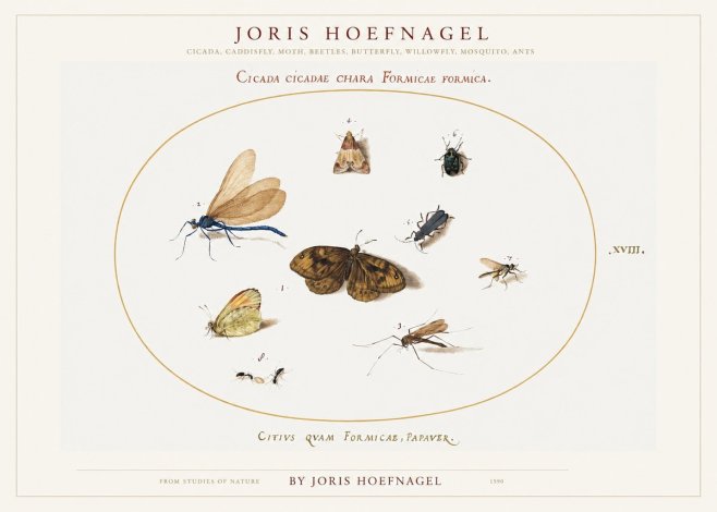 Joris Hoefnagel Cicada Cicadae Chara Formicae Formica. No1 - Poster