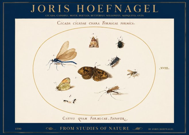 Joris Hoefnagel Cicada Cicadae Chara Formicae Formica. No2 - Poster