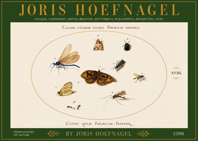 Joris Hoefnagel Cicada Cicadae Chara Formicae Formica. No6 - Poster