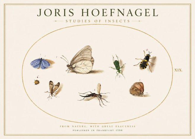 Joris Hoefnagel Studies of Insects V No1 - Poster