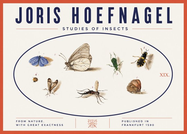 Joris Hoefnagel Studies of Insects V No3 - Poster