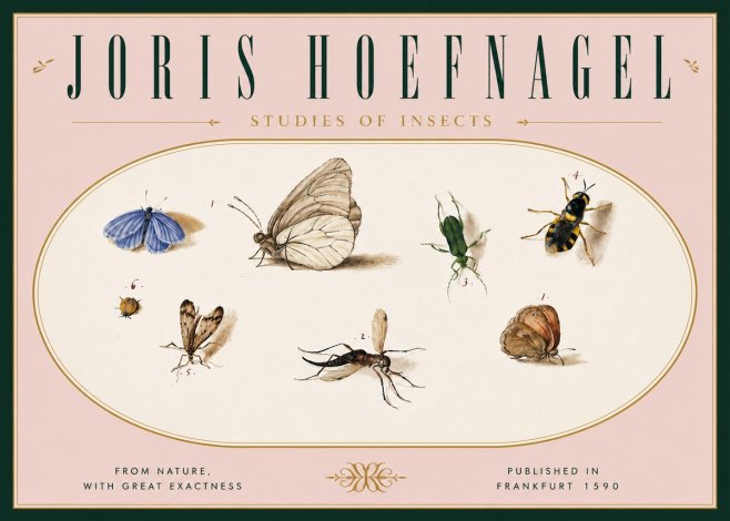 Joris Hoefnagel Studies of Insects V No6 - Poster