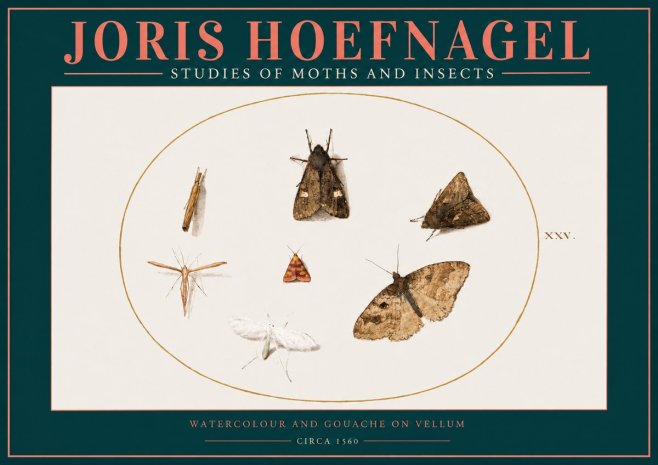 Joris Hoefnagel Studies of Moths and Insects - Xxv. No2 - Poster