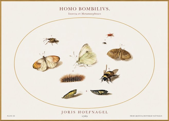 Joris Hoefnagel Homo Bombilivs. Insecta Et Metamorphoses No1 - Poster