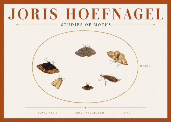 Joris Hoefnagel Studies of Moths III No5 - Poster