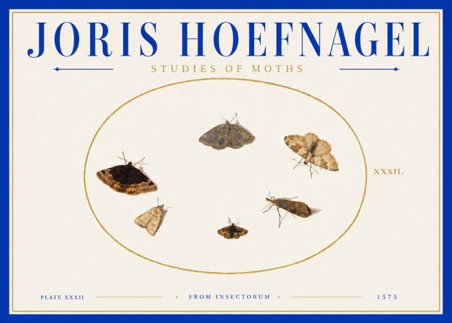Joris Hoefnagel Studies of Moths III No6 - Poster