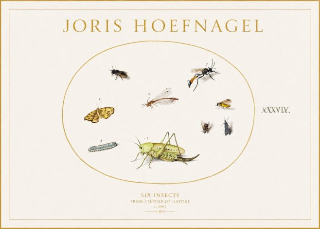 Joris Hoefnagel Six Insects from Studies of Nature C. 1565 No1 - Poster