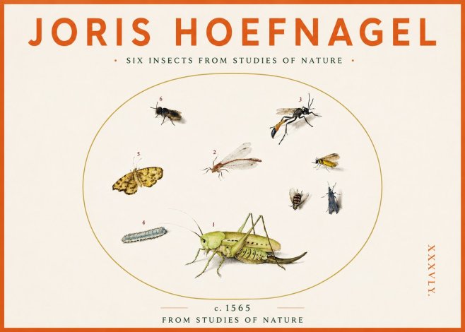 Joris Hoefnagel Six Insects from Studies of Nature C. 1565 No3 - Poster